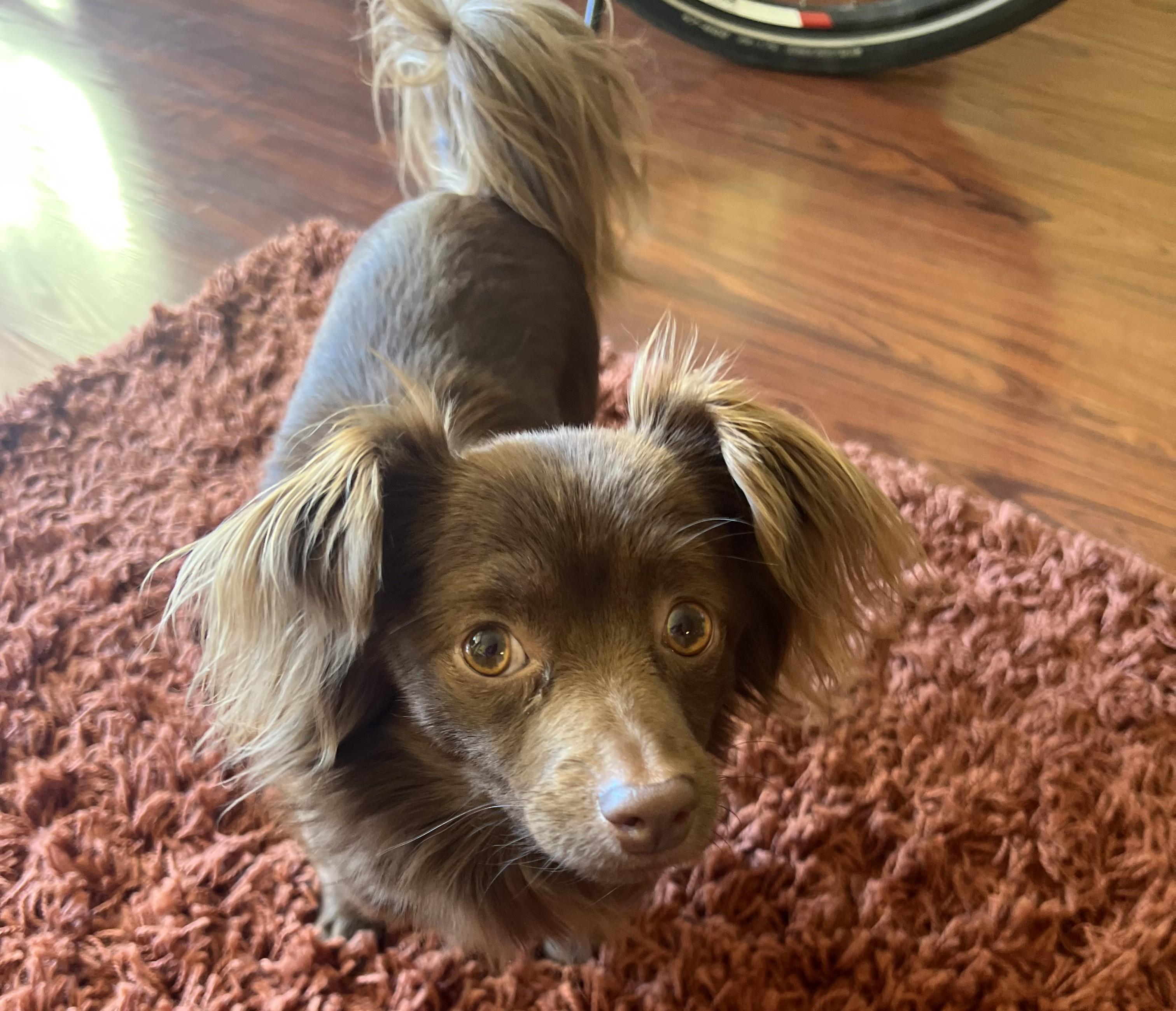 Teddy, a ADOPTABLE mixed breed in Jackson, WY image 2/2