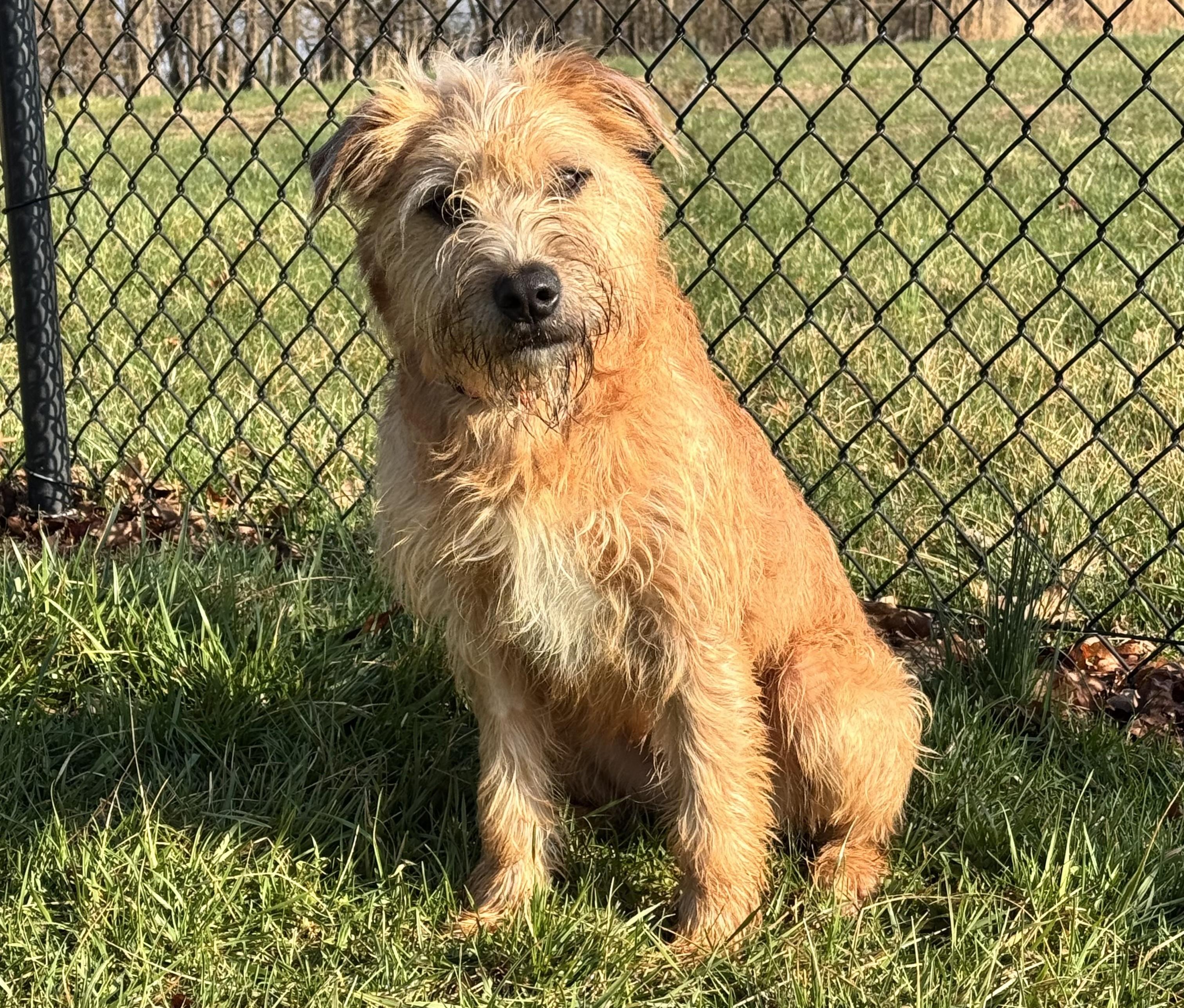 Enlarge Humphrey, a ADOPTABLE mixed breed in Kearneysville, WV image 2/3