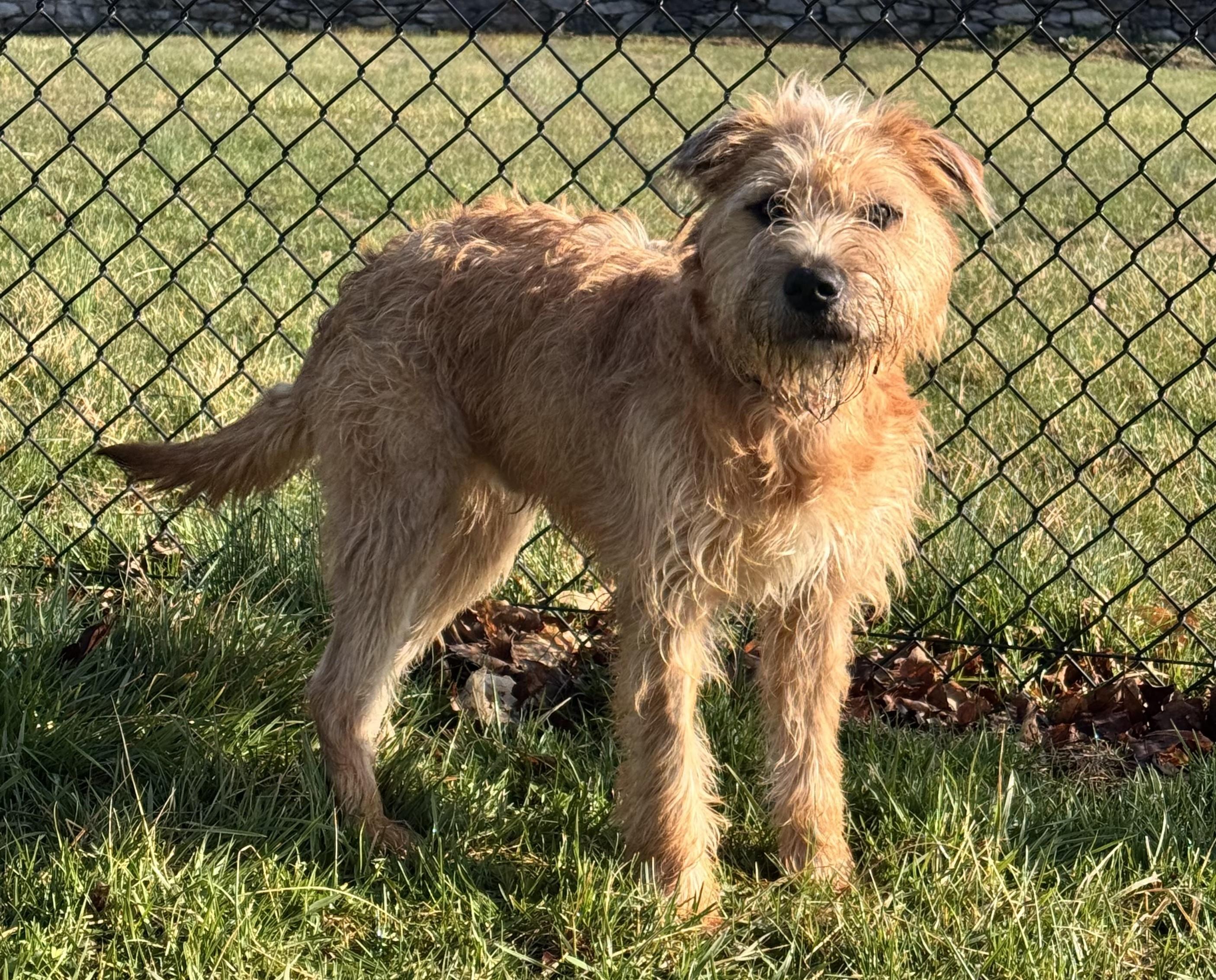 Enlarge Humphrey, a ADOPTABLE mixed breed in Kearneysville, WV image 1/3