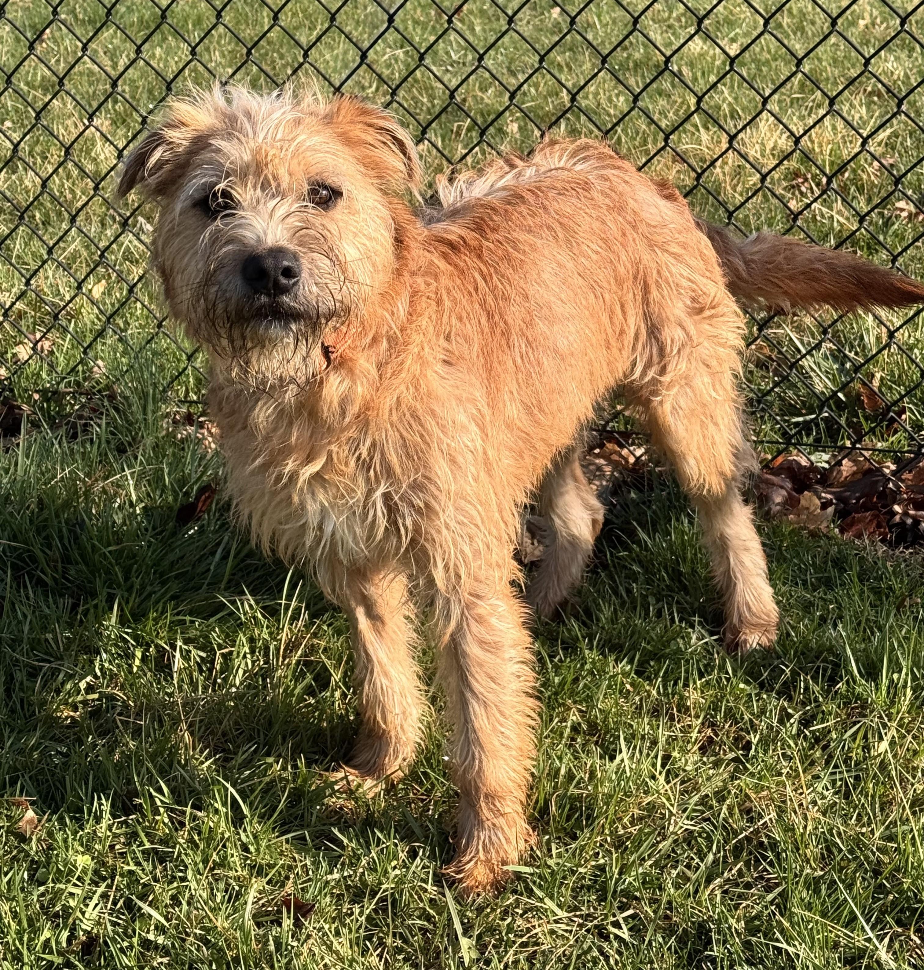 Enlarge Humphrey, a ADOPTABLE mixed breed in Kearneysville, WV image 3/3