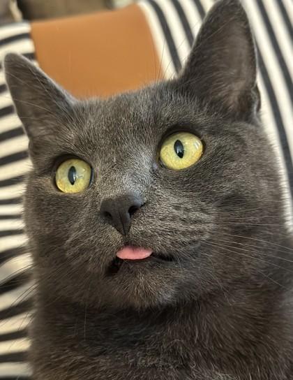 Boris, an adoptable Domestic Short Hair in Redmond, OR, 97756 | Photo Image 1