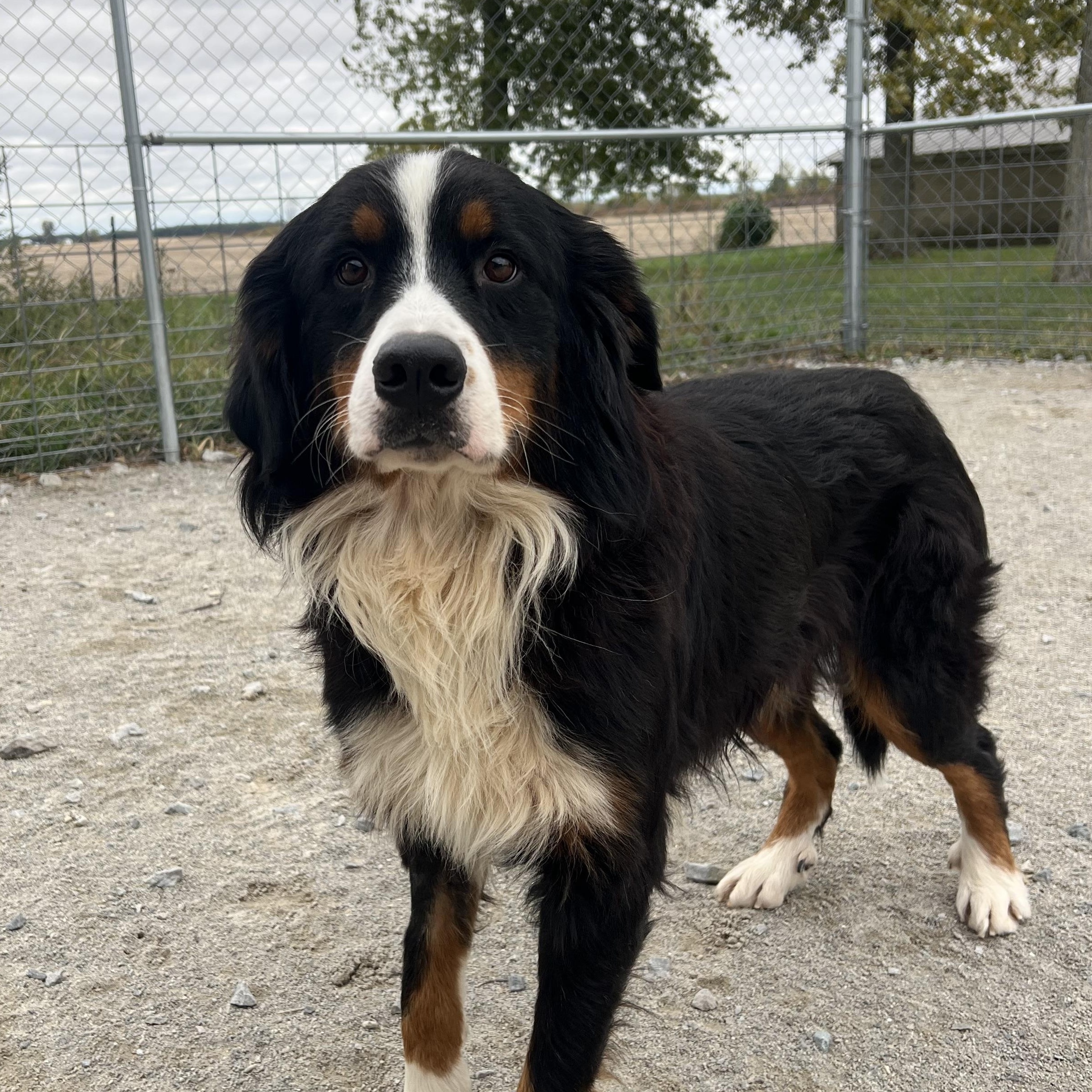 Enlarge Thomas, a Adopted Bernese Mountain Dog in Monon, IN image 1/3