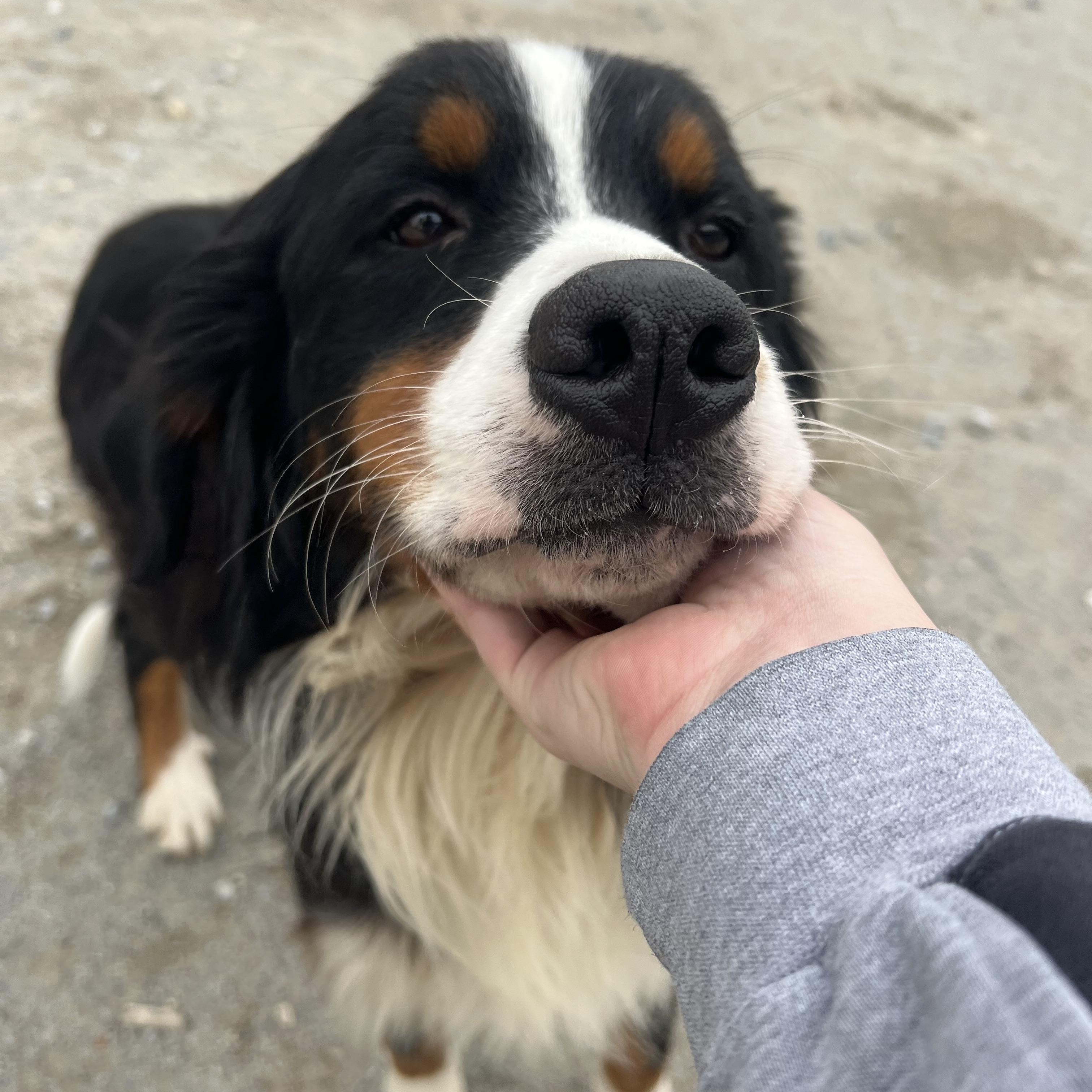 Enlarge Thomas, a Adopted Bernese Mountain Dog in Monon, IN image 2/3