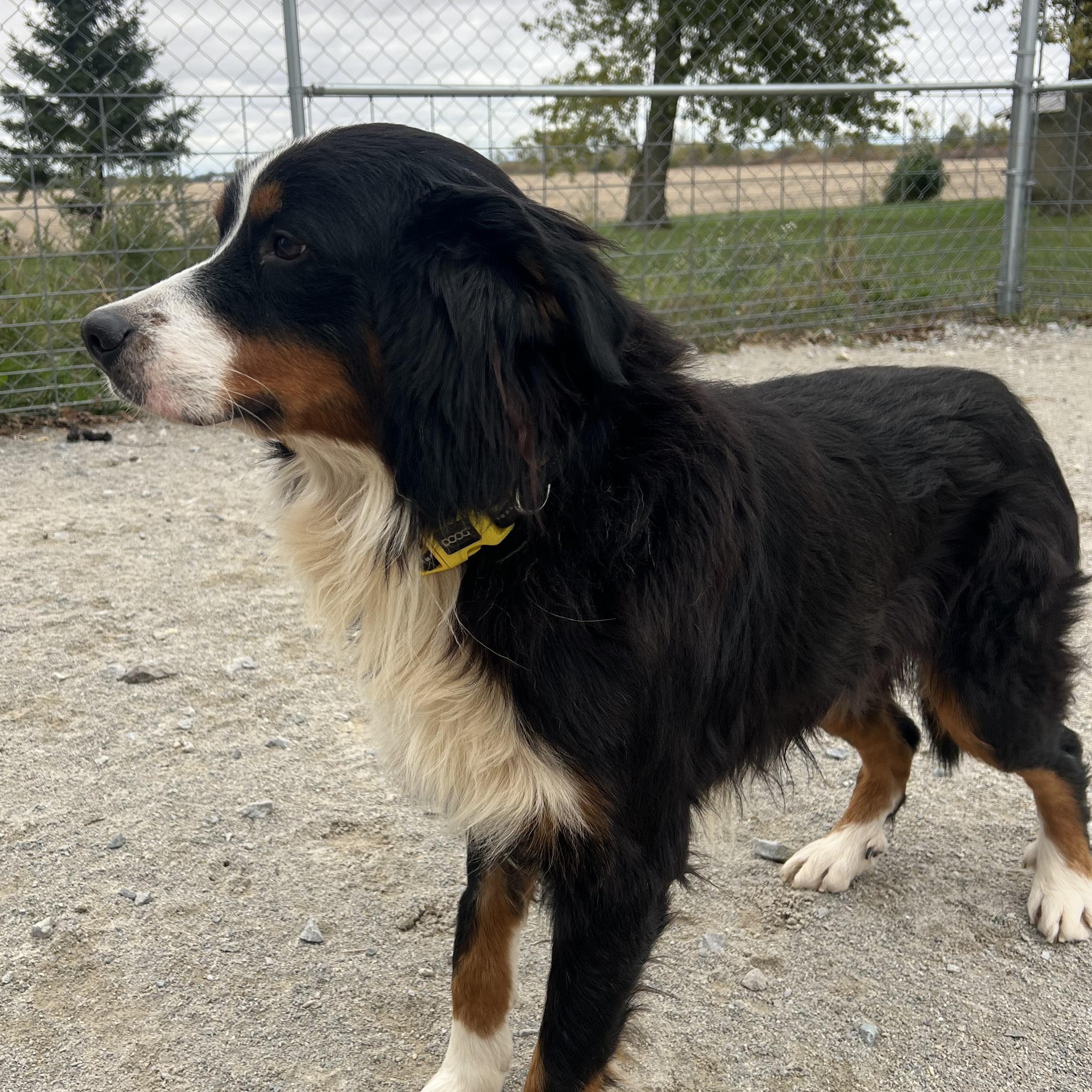 Enlarge Thomas, a Adopted Bernese Mountain Dog in Monon, IN image 3/3