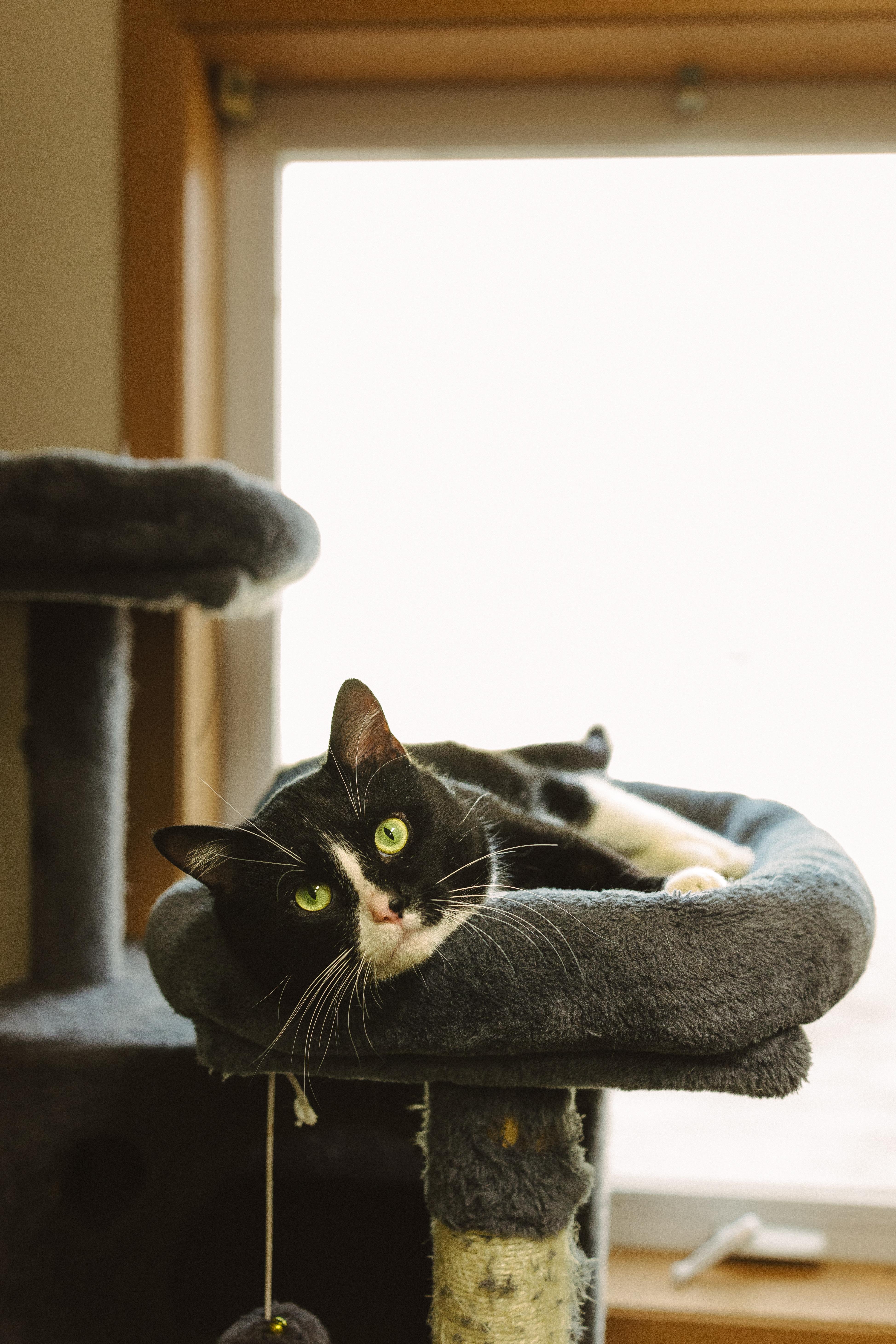 Enlarge Steven, a Adoptable Domestic Short Hair in Wahpeton, ND image 4/4