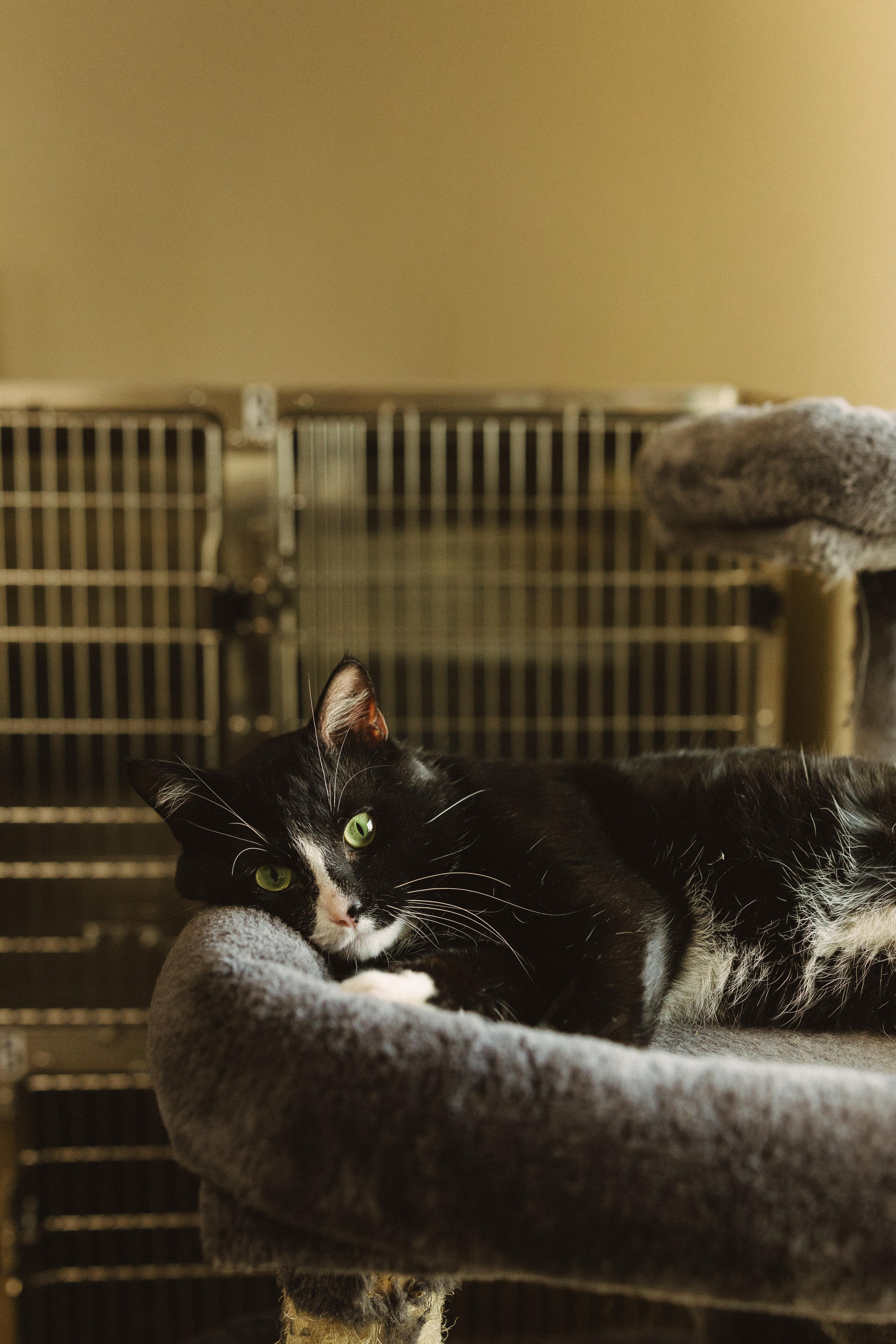 Enlarge Steven, a Adoptable Domestic Short Hair in Wahpeton, ND image 3/4