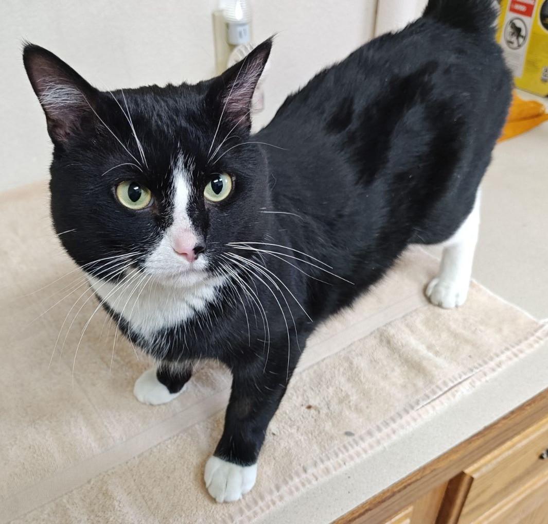 Enlarge Steven, a Adoptable Domestic Short Hair in Wahpeton, ND image 2/4