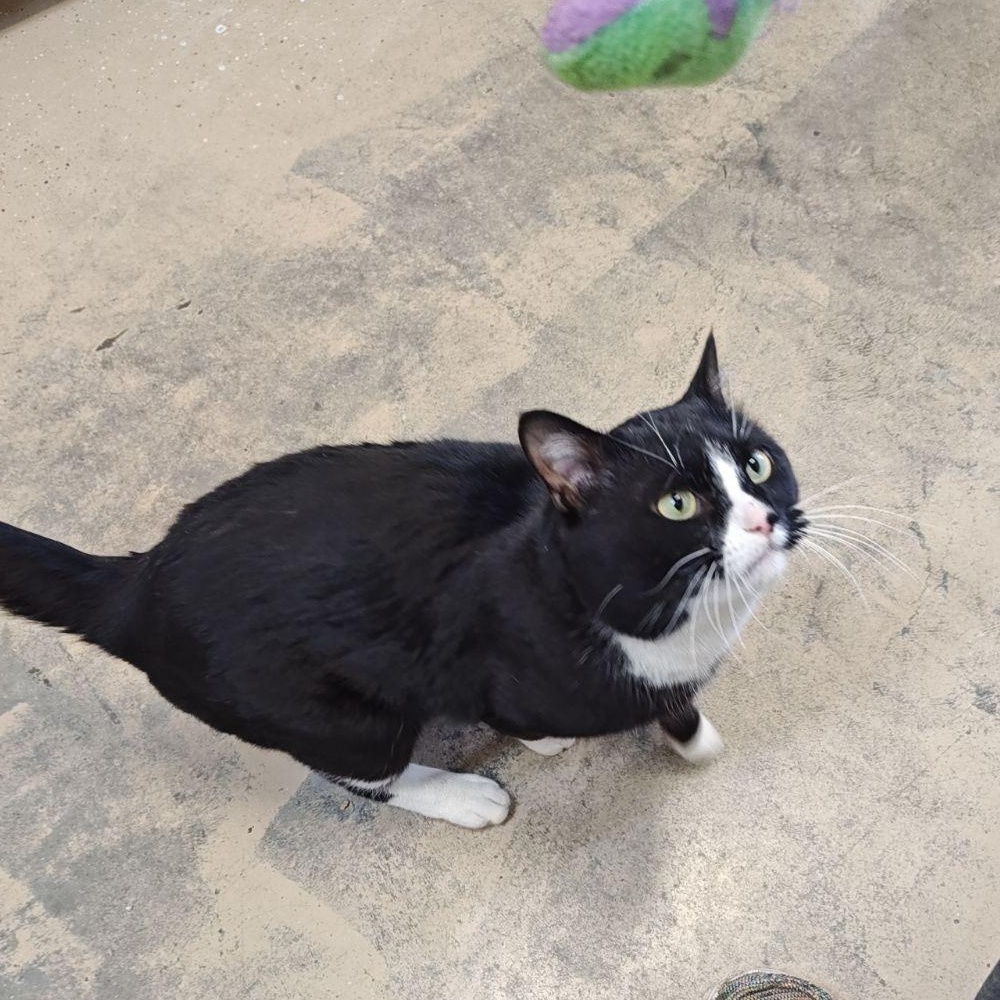 Enlarge Steven, a Adoptable Domestic Short Hair in Wahpeton, ND image 1/4