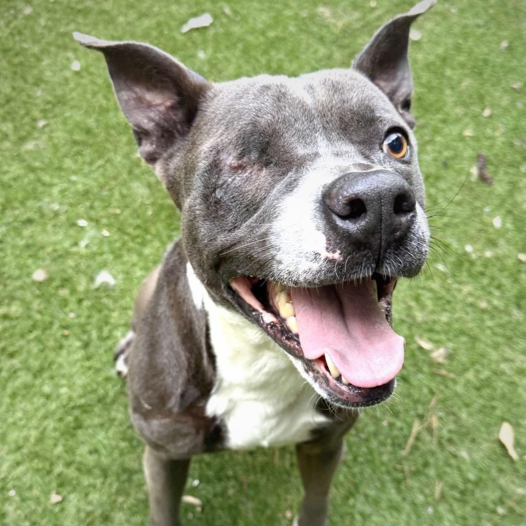 Bryson, Adoptable, Senior Male English Bulldog & Mixed Breed.