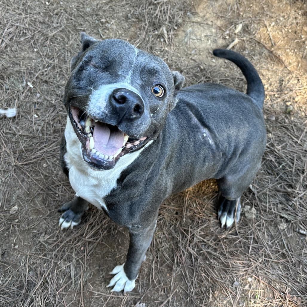 Enlarge Bryson, a Adoptable mixed breed in Opelika, AL image 2/4