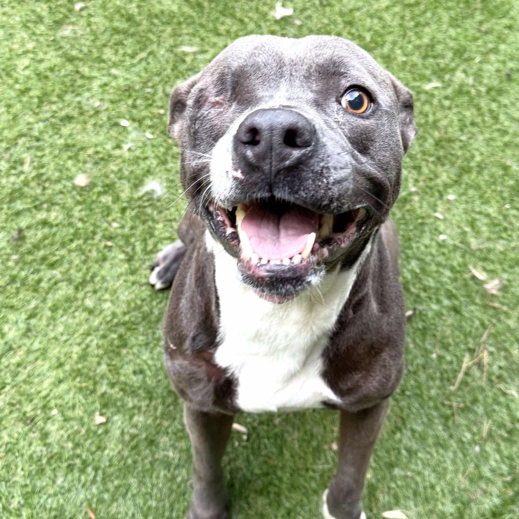 Enlarge Bryson, a Adoptable mixed breed in Opelika, AL image 3/4