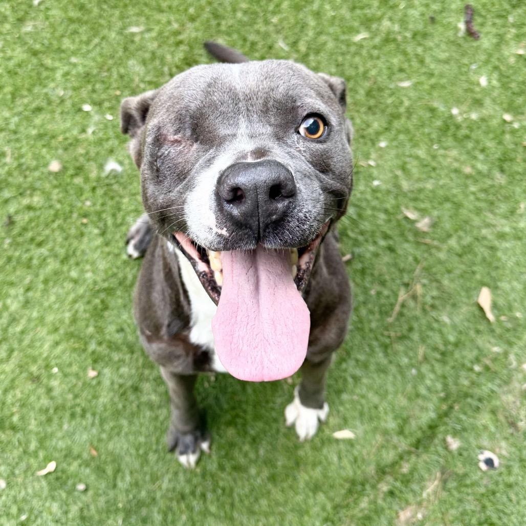 Enlarge Bryson, a Adoptable mixed breed in Opelika, AL image 4/4