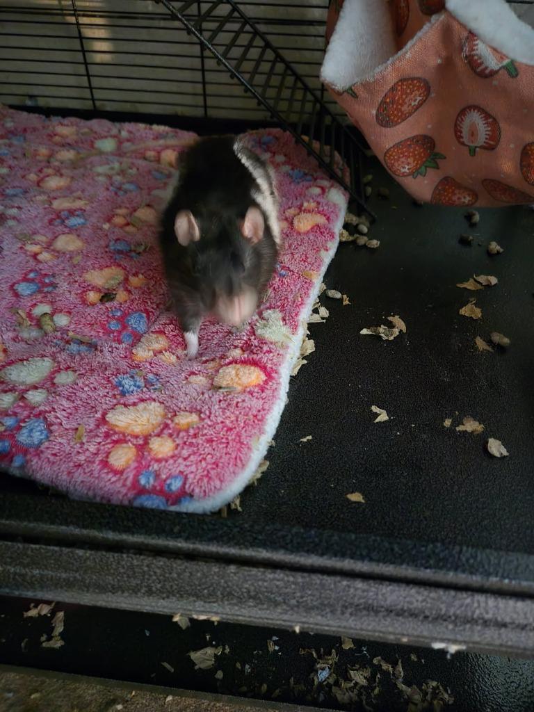 Enlarge Appa, a Adoptable Rat in Eagle Mountain, UT image 1/1
