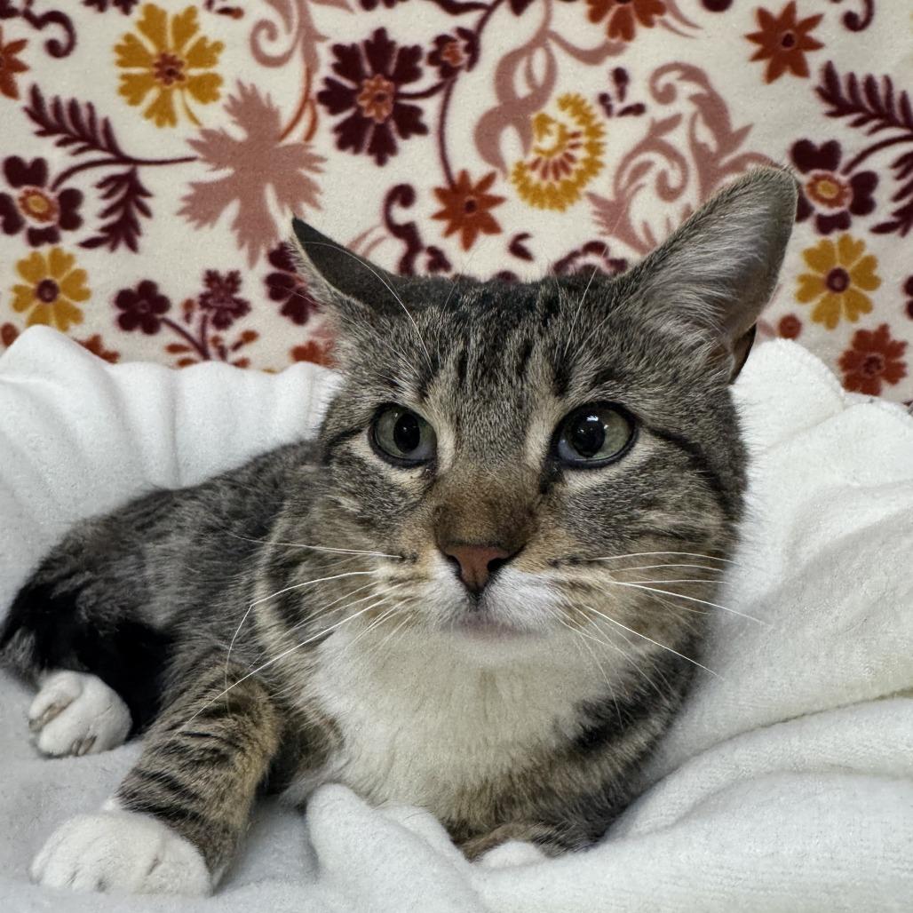 Enlarge Daisy, a Adoptable Domestic Short Hair in Deerfield, IL image 3/5