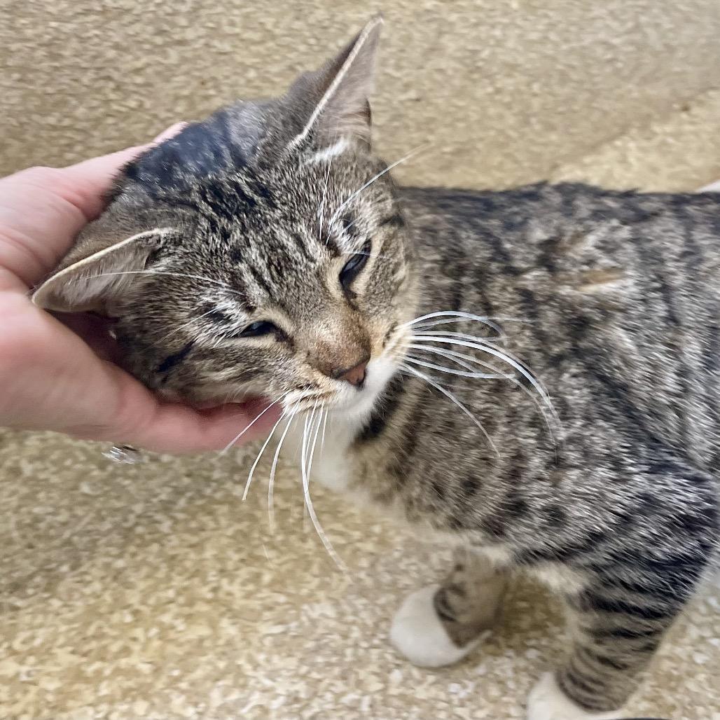 Enlarge Daisy, a Adoptable Domestic Short Hair in Deerfield, IL image 2/4