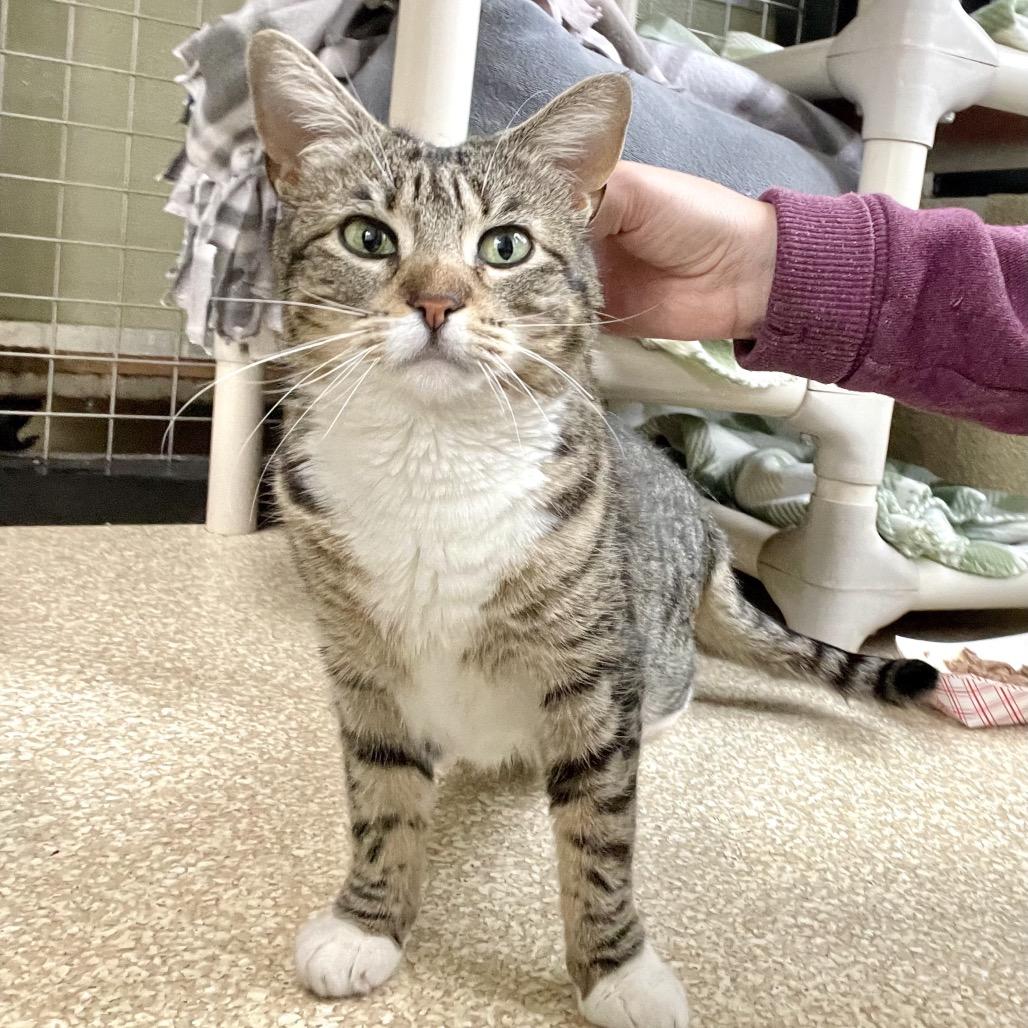 Enlarge Daisy, a Adoptable Domestic Short Hair in Deerfield, IL image 4/5