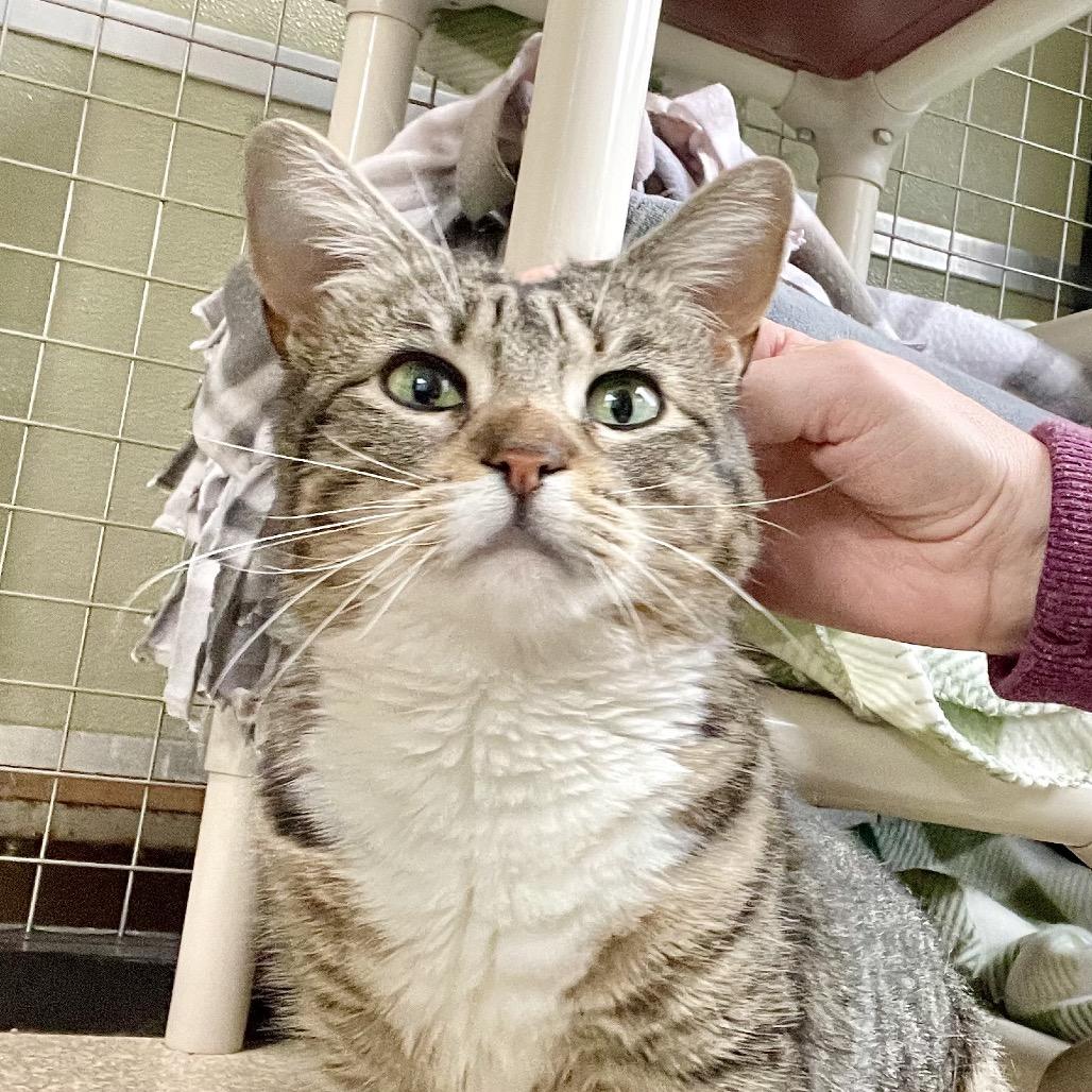 Enlarge Daisy, a Adoptable Domestic Short Hair in Deerfield, IL image 3/4