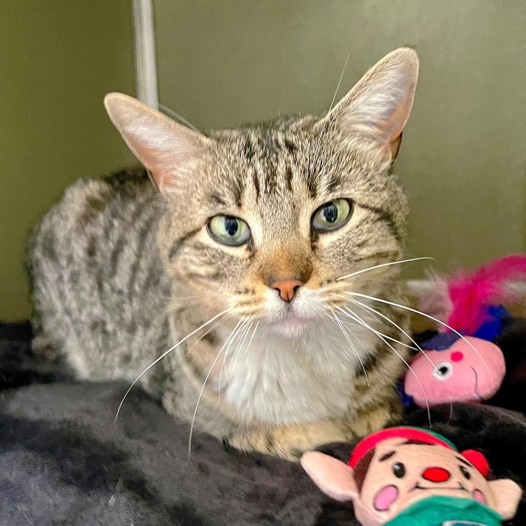 Enlarge Daisy, a Adoptable Domestic Short Hair in Deerfield, IL image 5/5