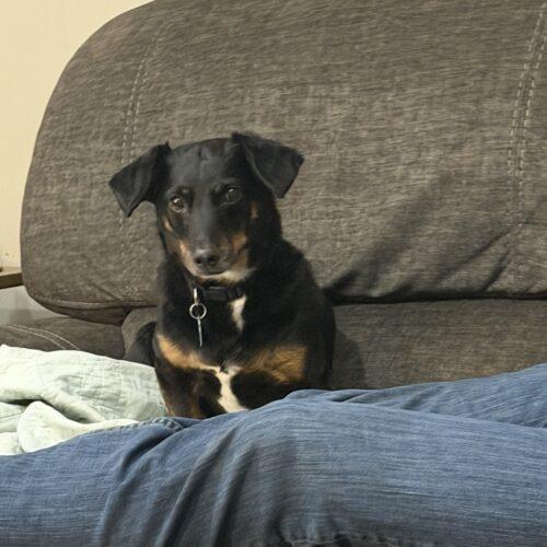 Jack, a Adoptable mixed breed in Cookeville, TN image 1/6