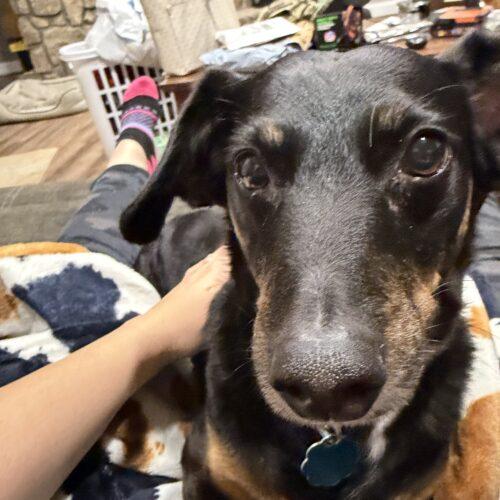 Jack, a Adoptable mixed breed in Cookeville, TN image 2/6