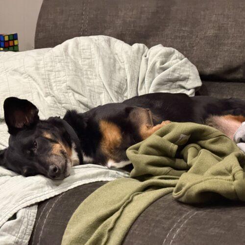 Jack, a Adoptable mixed breed in Cookeville, TN image 4/6