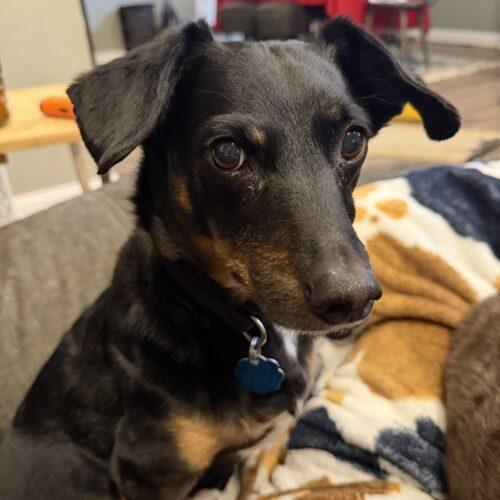 Jack, a Adoptable mixed breed in Cookeville, TN image 5/6