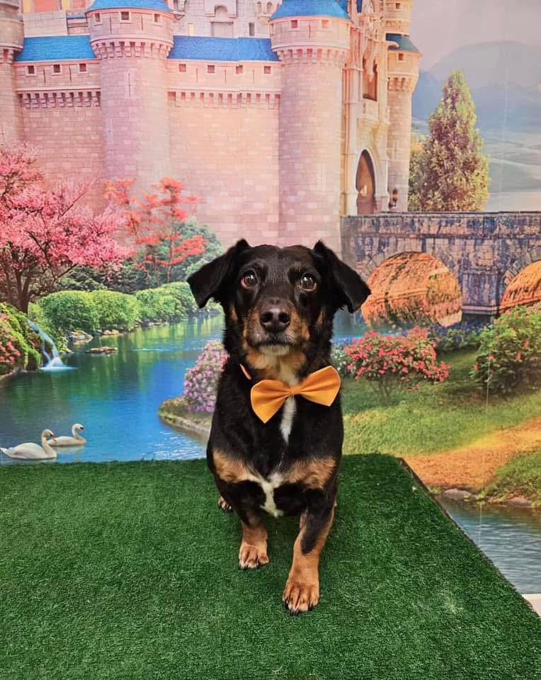 Jack, a Adoptable mixed breed in Cookeville, TN image 6/6