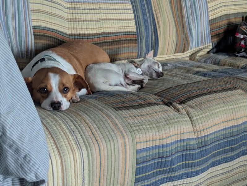 Enlarge Peanut Butter, a ADOPTABLE mixed breed in Phoenix, AZ image 1/6