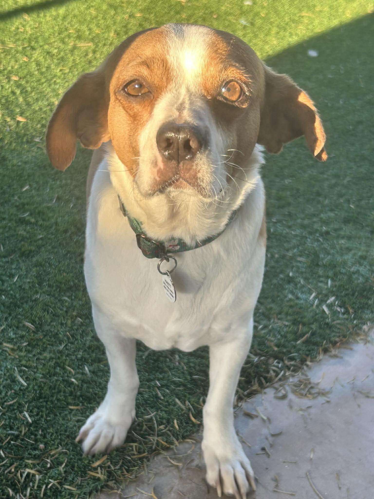 Peanut Butter, ADOPTABLE, Young Male Beagle & Chihuahua.