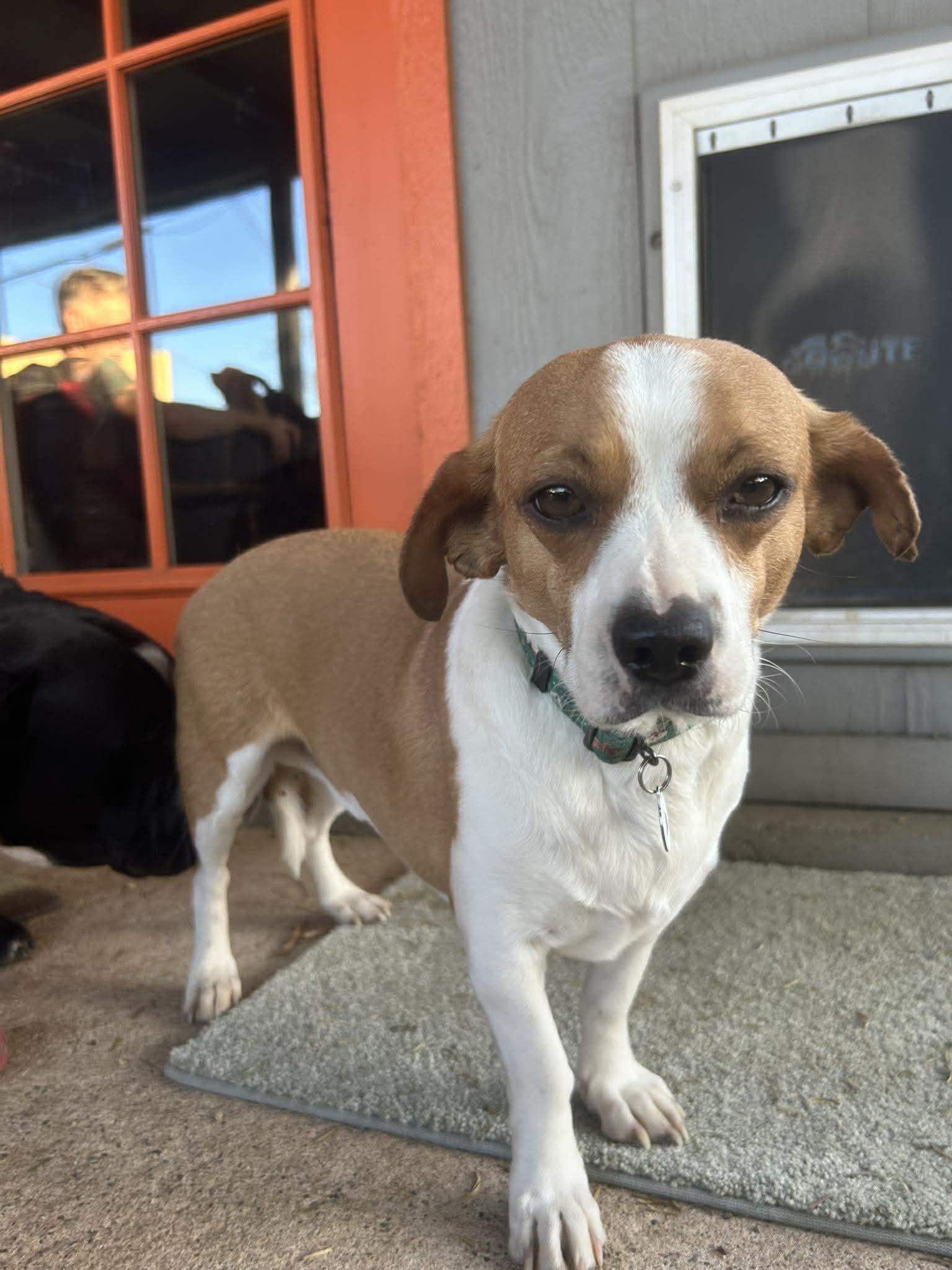 Peanut Butter — thumbnail 3