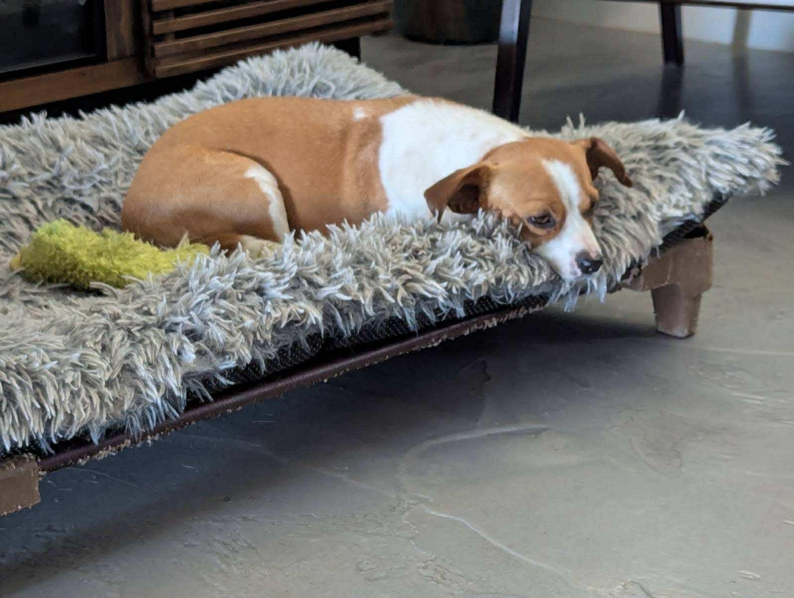 Enlarge Peanut Butter, a ADOPTABLE mixed breed in Phoenix, AZ image 2/6