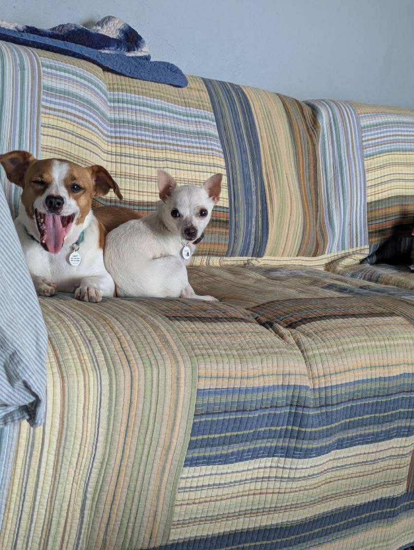 Enlarge Peanut Butter, a ADOPTABLE mixed breed in Phoenix, AZ image 3/6