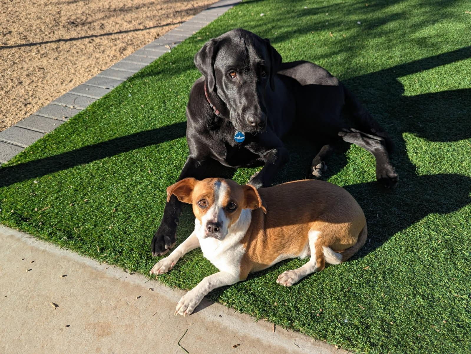 Enlarge Peanut Butter, a ADOPTABLE mixed breed in Phoenix, AZ image 6/6