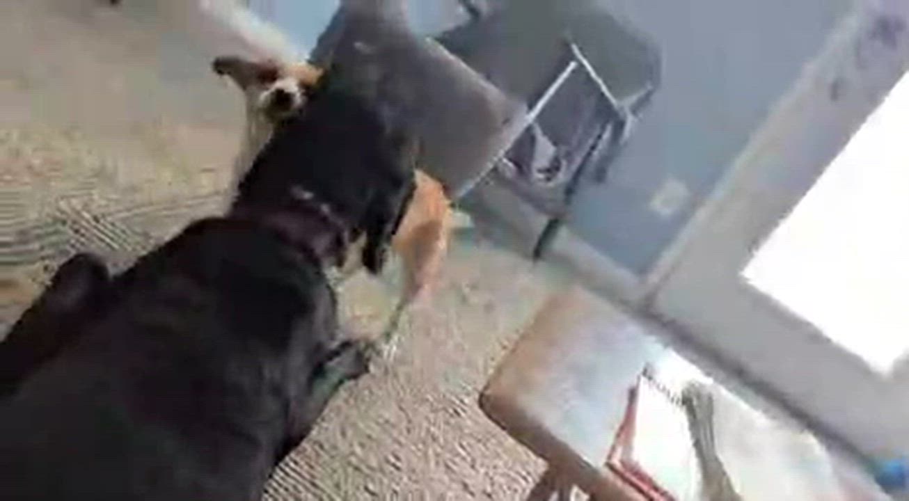 Enlarge Peanut Butter, a ADOPTABLE mixed breed in Phoenix, AZ video 5/6