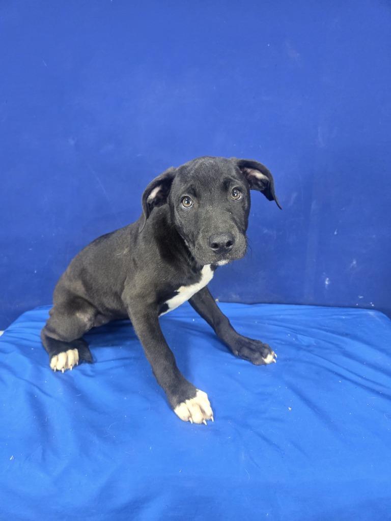 BONKERS, Adoptable, Puppy Female Mixed Breed.