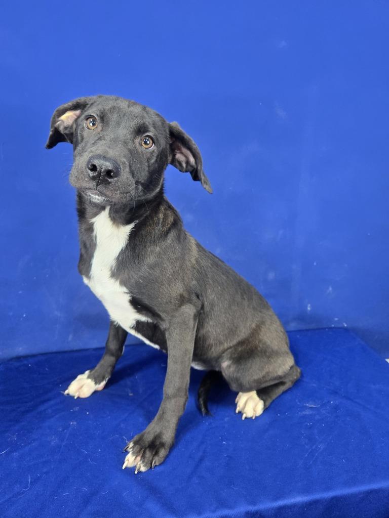Enlarge BONKERS, a Adoptable Mixed Breed in Ruston, LA image 2/3