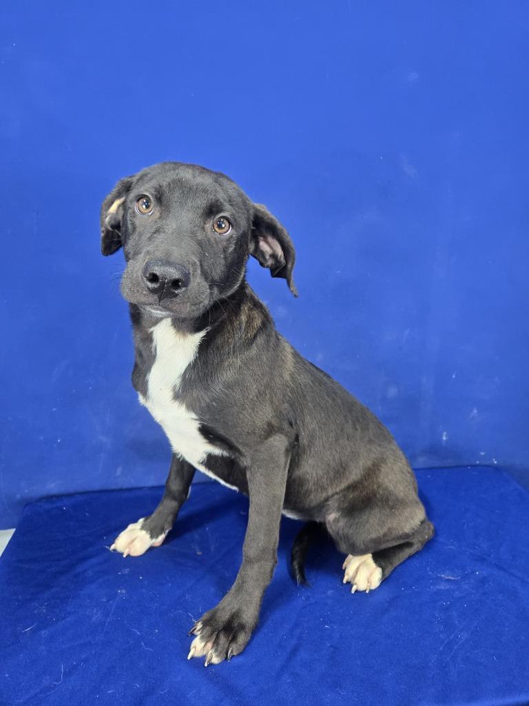Enlarge BONKERS, a Adoptable Mixed Breed in Ruston, LA image 3/3
