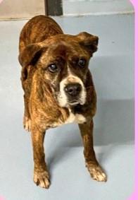 Enlarge Honey, a ADOPTABLE mixed breed in Sheboygan, WI image 5/5