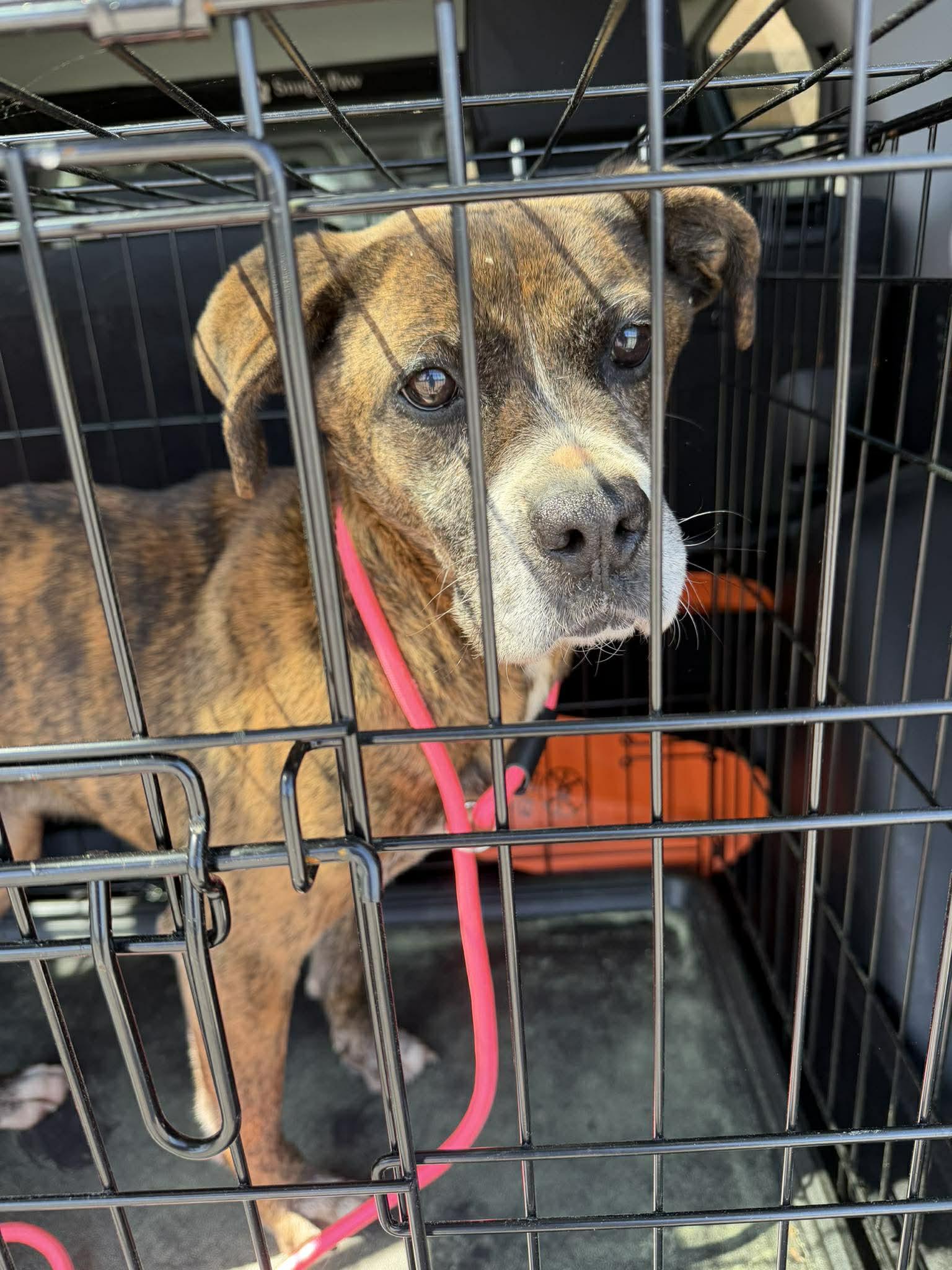 Enlarge Honey, a ADOPTABLE mixed breed in Sheboygan, WI image 2/5