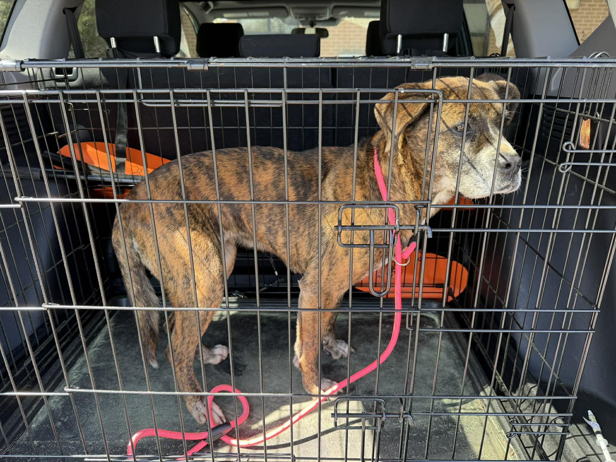 Enlarge Honey, a ADOPTABLE mixed breed in Sheboygan, WI image 3/5