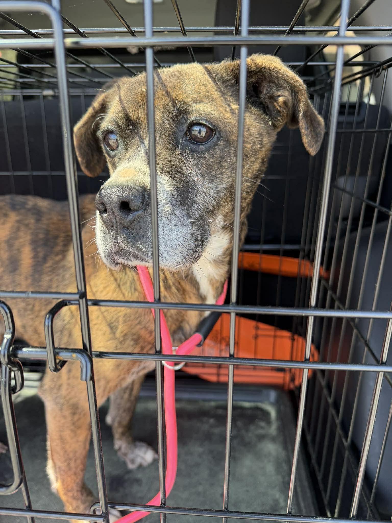 Enlarge Honey, a ADOPTABLE mixed breed in Sheboygan, WI image 1/5