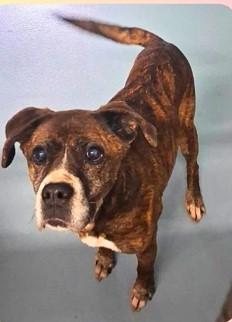 Enlarge Honey, a ADOPTABLE mixed breed in Sheboygan, WI image 4/5