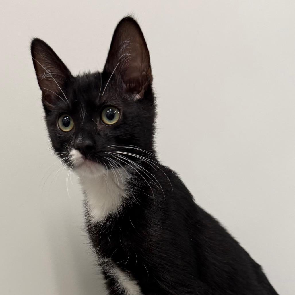 Panther, Adoptable, Kitten Male Domestic Medium Hair.