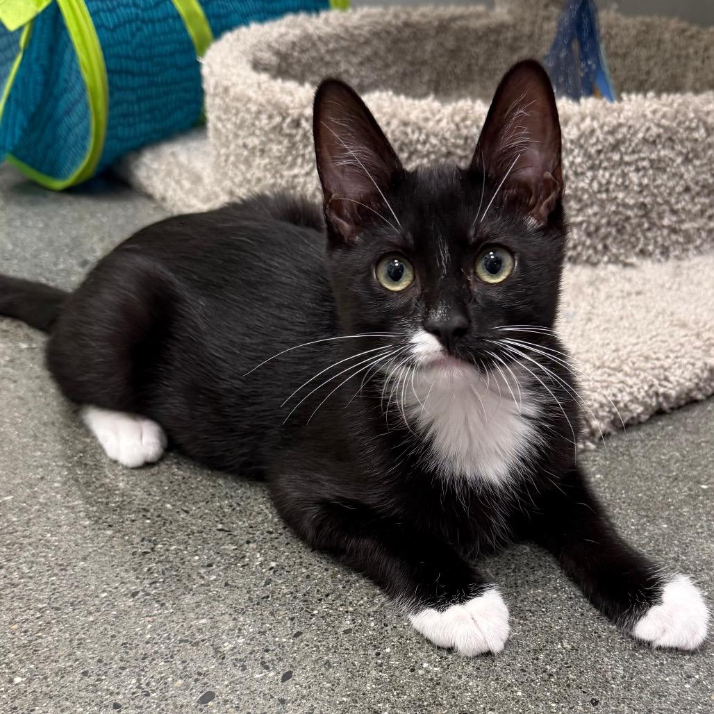 Enlarge Panther, a Adoptable Domestic Medium Hair in Pleasanton, CA image 2/6