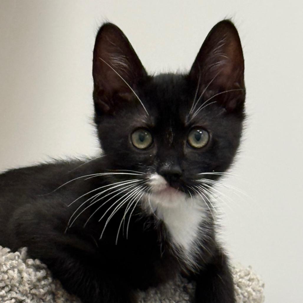 Enlarge Panther, a Adoptable Domestic Medium Hair in Pleasanton, CA image 3/6