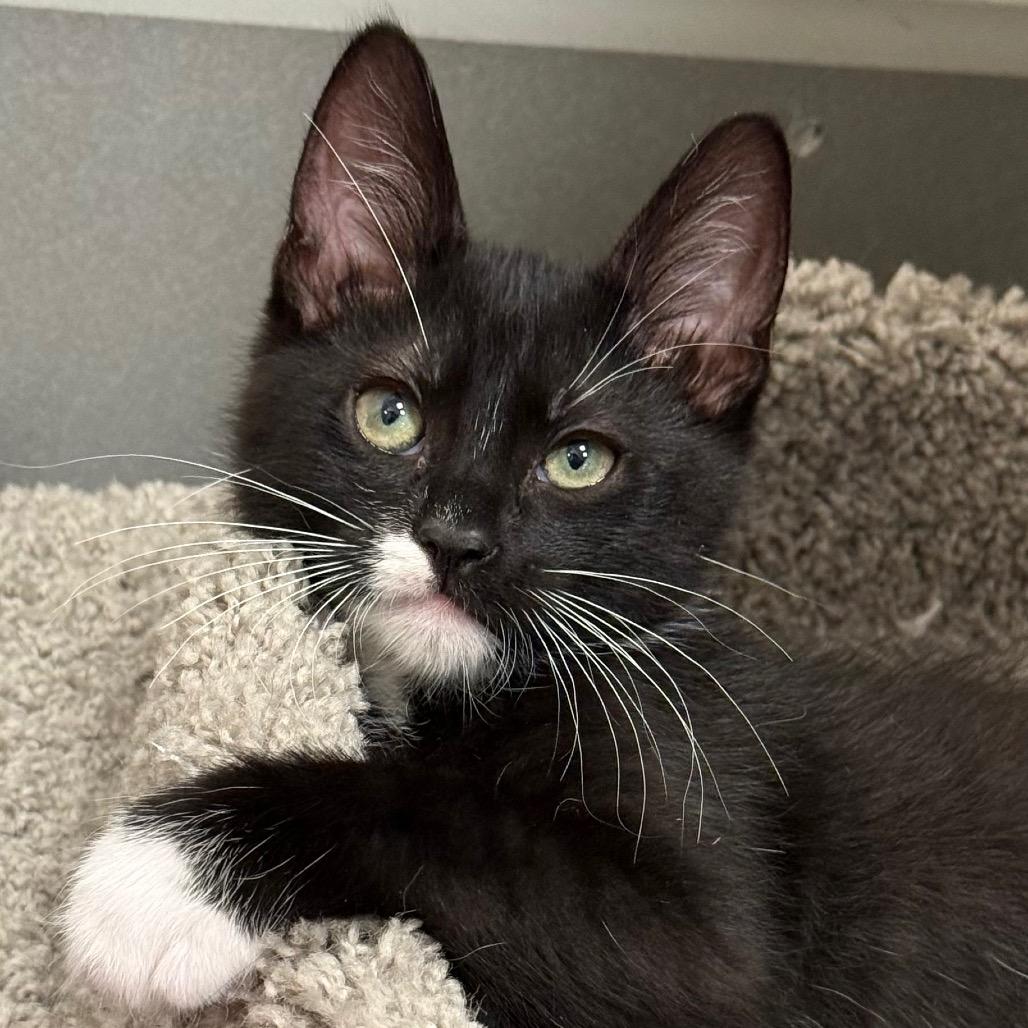 Enlarge Panther, a Adoptable Domestic Medium Hair in Pleasanton, CA image 4/6