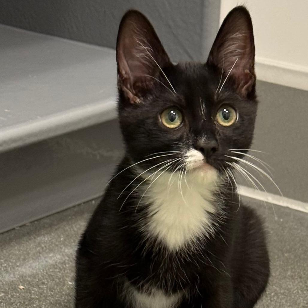 Enlarge Panther, a Adoptable Domestic Medium Hair in Pleasanton, CA image 5/6