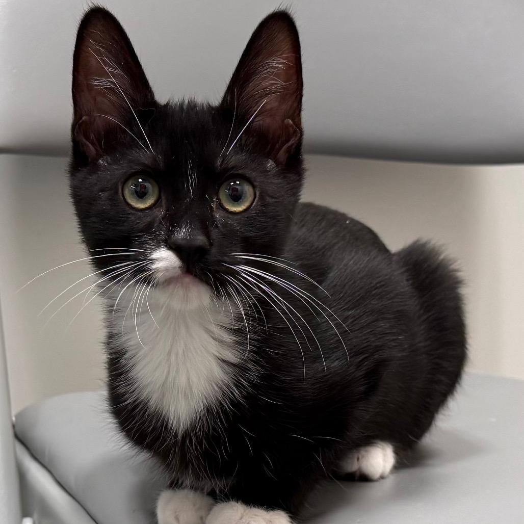 Enlarge Panther, a Adoptable Domestic Medium Hair in Pleasanton, CA image 6/6