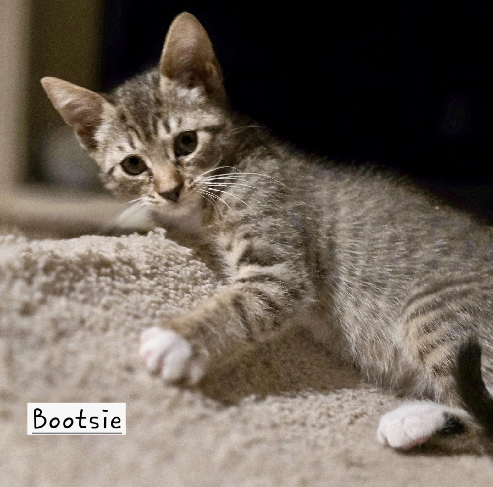 Enlarge Bootsie, a ADOPTABLE American Shorthair in Saint Augustine, FL image 1/1