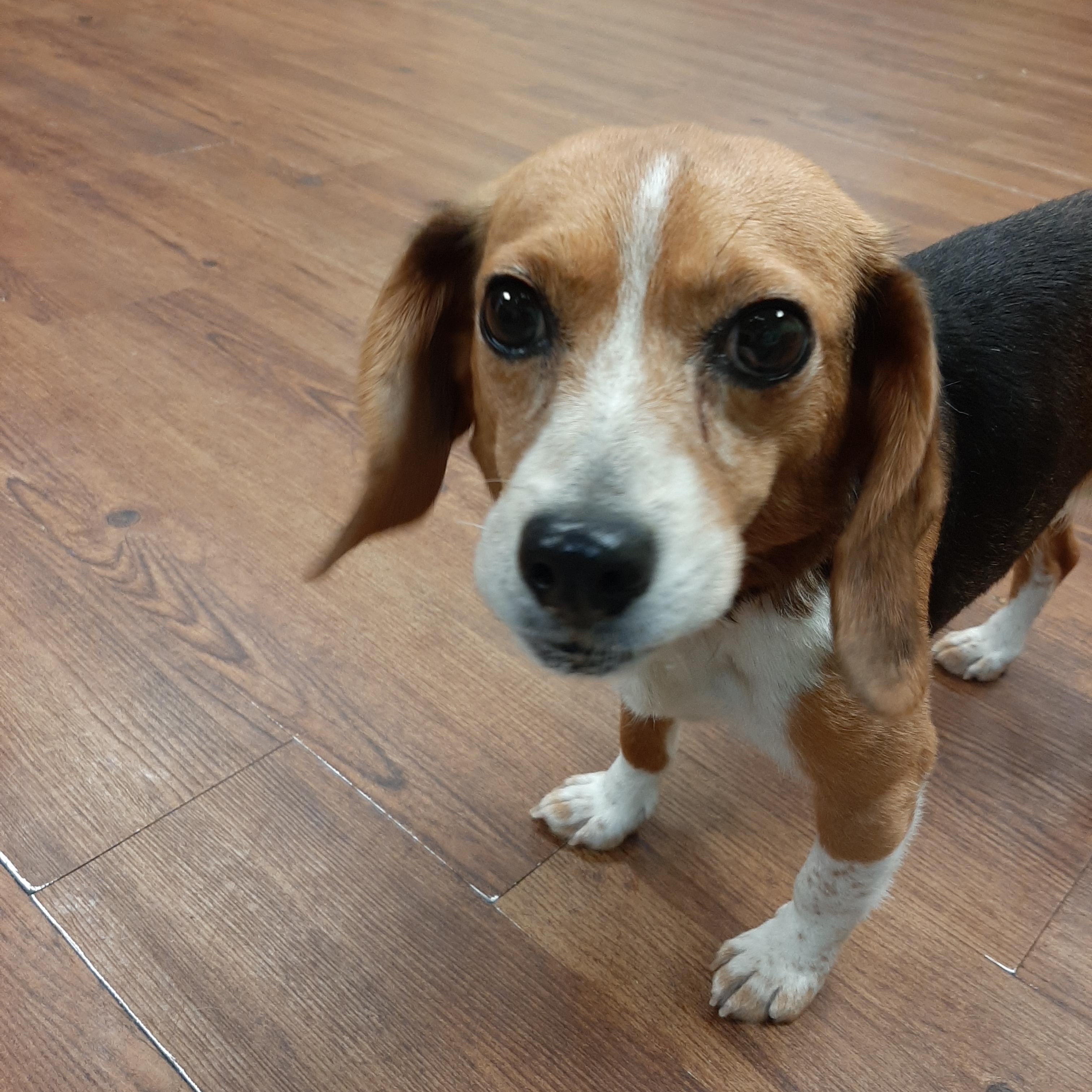 Nutmeg, an adoptable Beagle in Lake Odessa, MI image 3/3